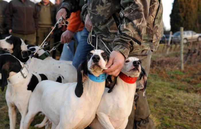 « L’inquiétude est forcément présente chez les chasseurs… » La maladie d’Aujeszky est aux portes du Lot-et-Garonne