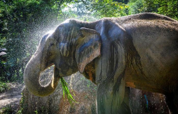 Un jeune touriste espagnol tué par la trompe d’un éléphant