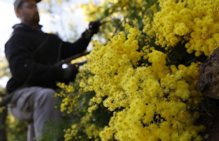 la récolte du mimosa est catastrophique sur la Côte d’Azur