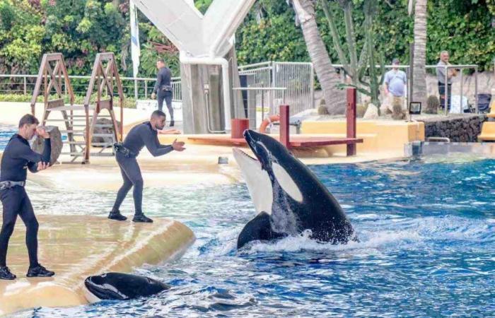 quel sort attend les 4 000 animaux du parc aquatique ?