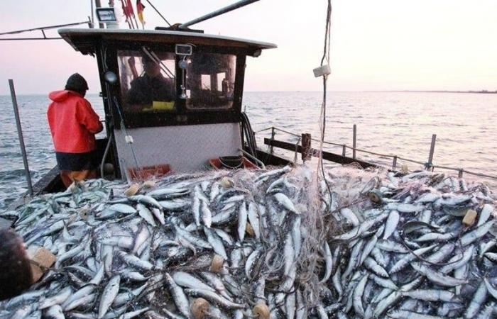 Baisse de 46% des débarquements de pêche au port de Tan-Tan