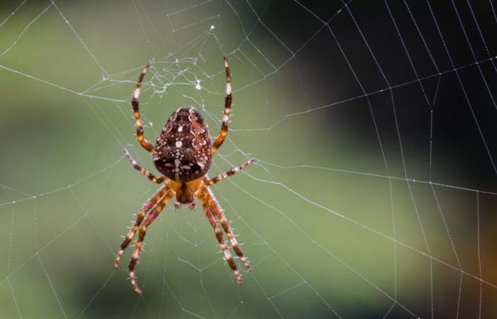 Des araignées nommées d’après des titres de chansons pop pour rapprocher la recherche scientifique du grand public