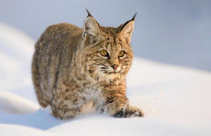 le sauvetage insolite de deux lynx gelés au sommet d’un poteau électrique