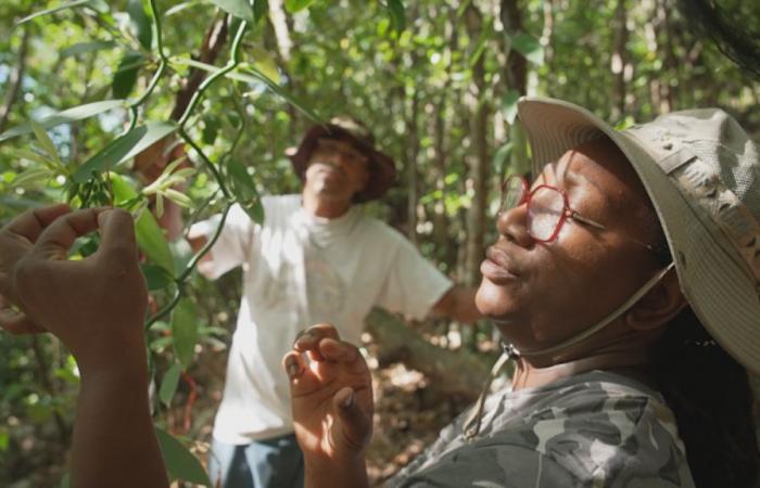 « Guadeloupe, graines d’avenir », un nouveau documentaire diffusé le 6 janvier sur Guadeloupe La 1ère