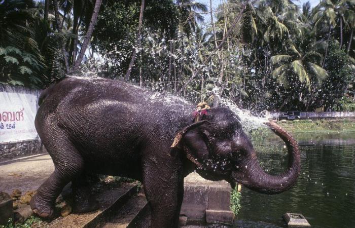 un étudiant espagnol de 22 ans tué par un éléphant dans un sanctuaire en Thaïlande