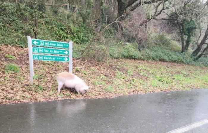 un cochon va à la plage à Trébeurden