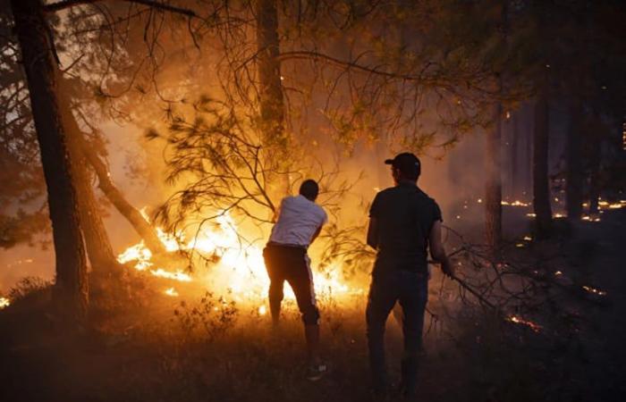 A Tétouan, une forêt dévastée par les flammes