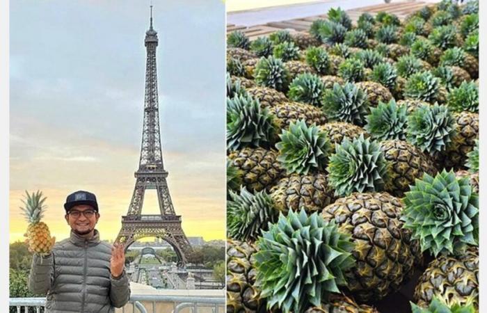 La Malaisie augmente ses exportations d’ananas vers la France et la Nouvelle-Zélande