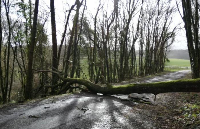 rafales de vent à 112 km/h, 2 000 foyers sans électricité et arbres sur les routes