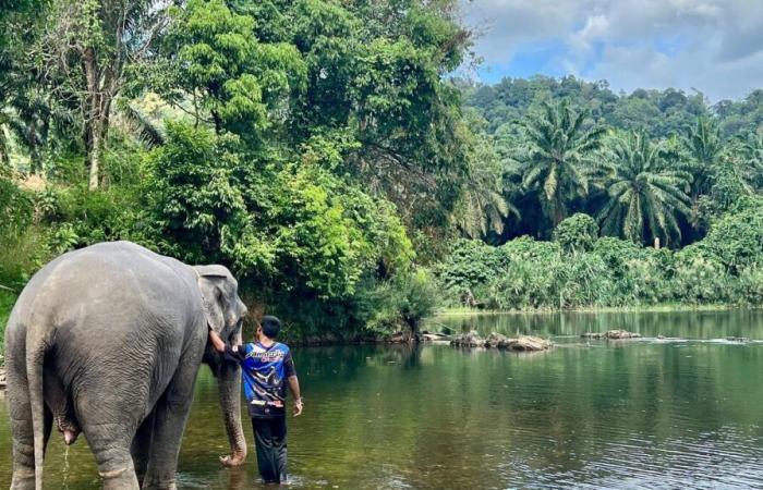 Une touriste espagnole de 22 ans décède après avoir été attaquée par un éléphant qu’elle lavait en Thaïlande