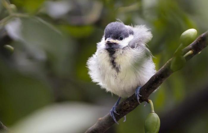 Birdlife offre ce week-end à toute la Suisse la possibilité de sortir et d’observer les oiseaux