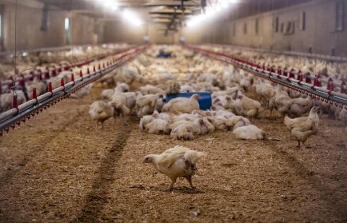 Sept fermes avicoles touchées par la grippe aviaire en Ontario