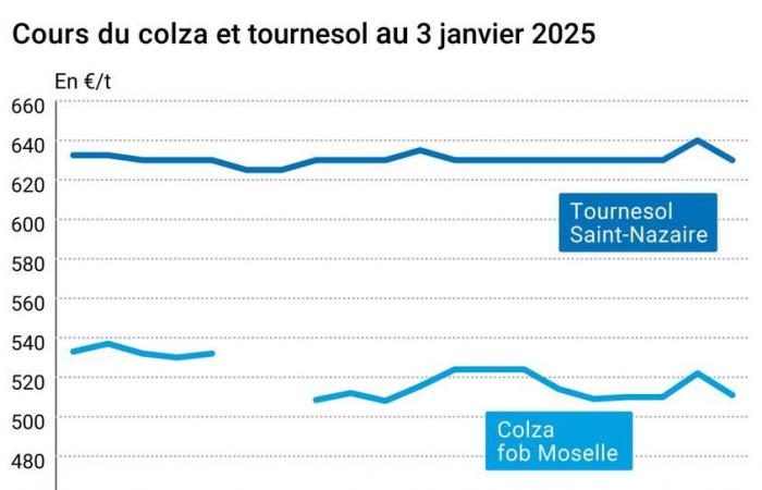 Oléagineux – Le prix du colza baisse fortement avant la rentrée de janvier