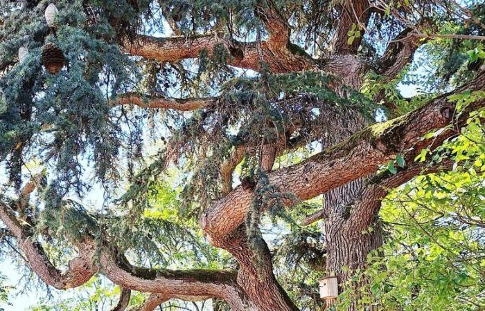 les arbres remarquables de Haute-Garonne