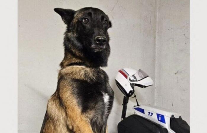 Un « accident stupide et terrible » a causé la mort de Cookie, le chien policier du Tarn