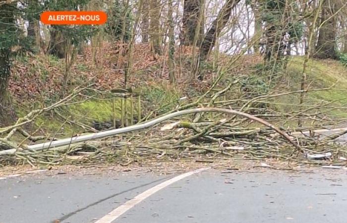 un arbre s’effondre sur une voiture à Beloil, les deux occupants sont dans un état grave