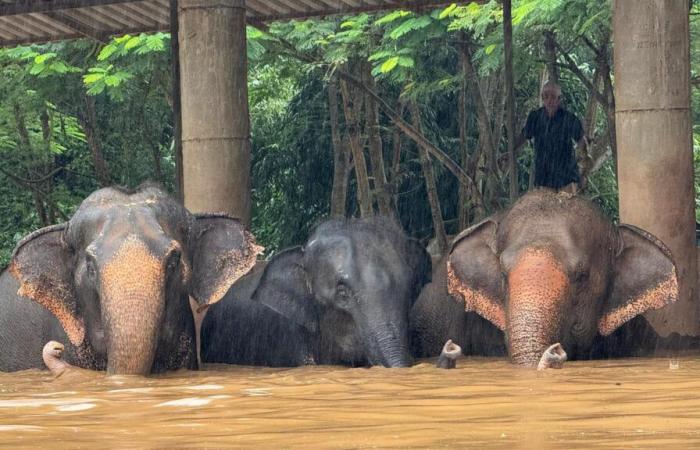 Une étudiante espagnole de 22 ans tuée par un éléphant à qui elle donnait un bain