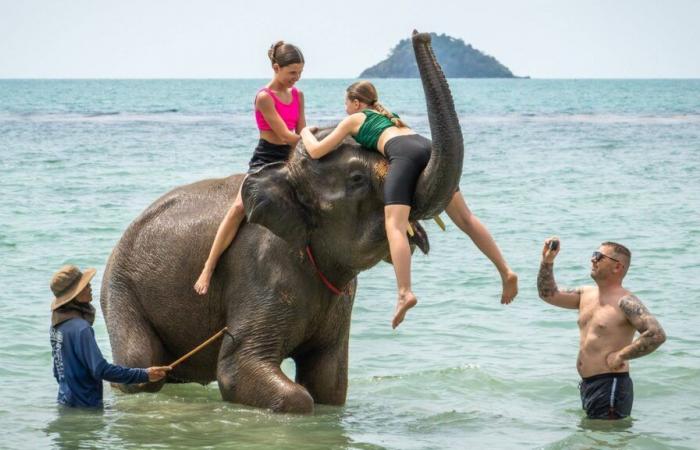 Cruauté envers des animaux qui ne devraient plus exister