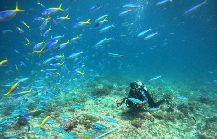 une Suissesse explore l’océan aux Seychelles