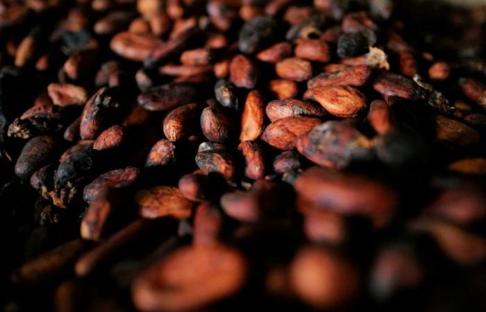 Les achats de cacao au Ghana s’effondrent en raison de retards de paiement et de financement liés aux élections