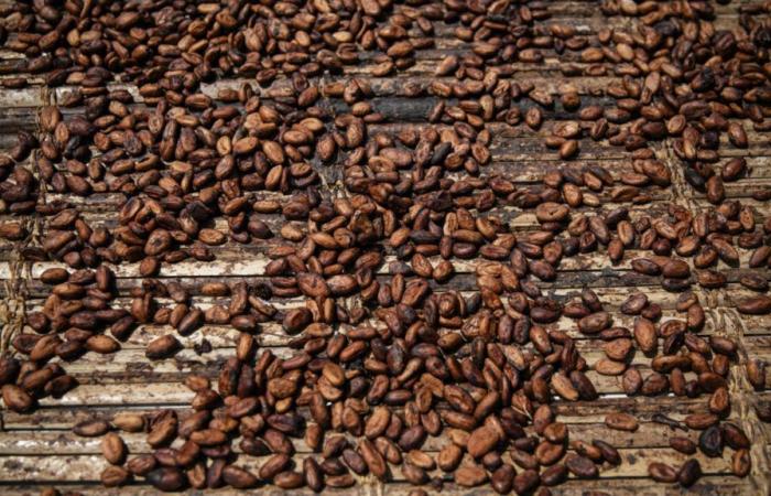 La hausse des prix met sous pression le marché ivoirien du cacao