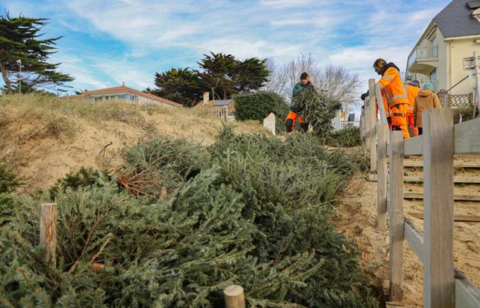 cette ville balnéaire ramasse des sapins de Noël pour stabiliser ses dunes