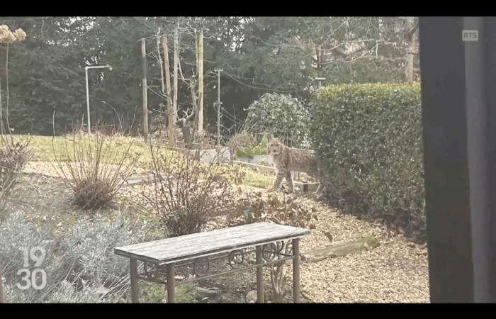 un lynx a été vu dans un jardin