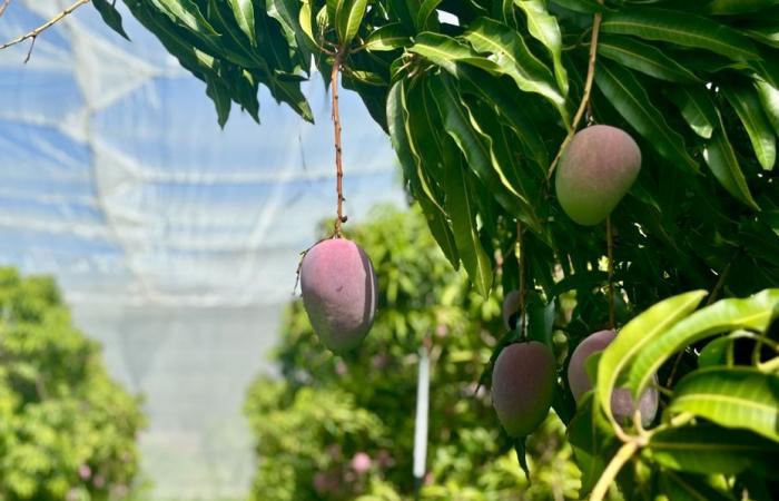 A La Réunion, une saison de mangue « normale » après deux années ennuyeuses