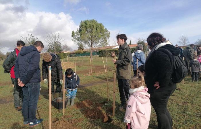 « Créateur de forêt » donne de l’espace à l’Azuré du Serpolet