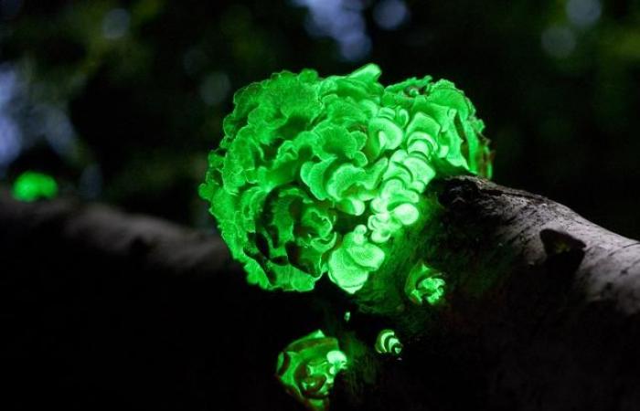 Un champignon bioluminescent découvert par hasard par deux artistes