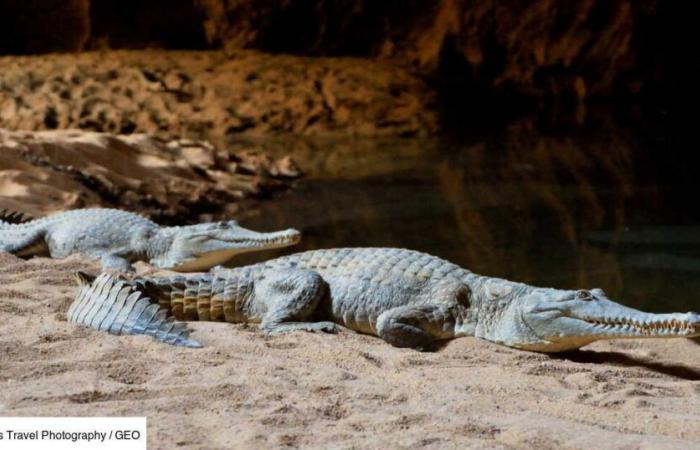 Découverts au Gabon dans des grottes, ces crocodiles nains à peau orange sont en train de se transformer