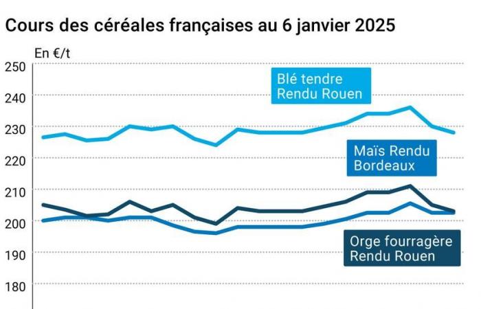 Céréales – Le rebond de l’euro pèse sur les prix européens du blé et du maïs