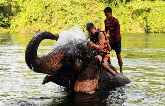 Cruauté envers des animaux qui ne devraient plus exister