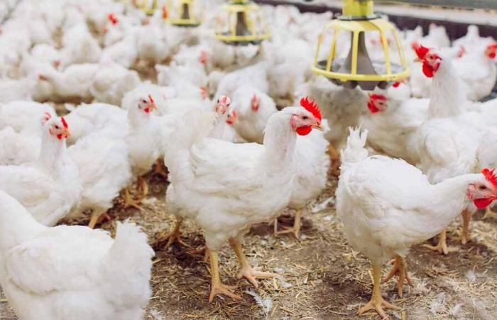 L’effondrement des prix des poulets vivants menace les éleveurs