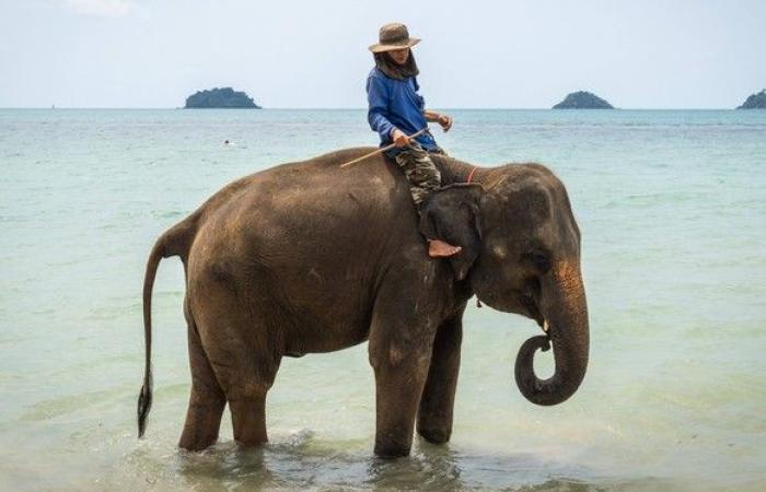 Cruauté envers des animaux qui ne devraient plus exister