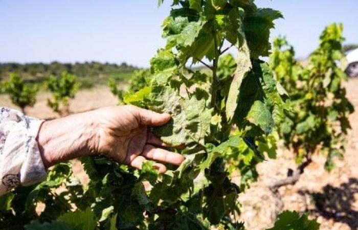 Derrière des vignerons en crise, des coopératives accablées