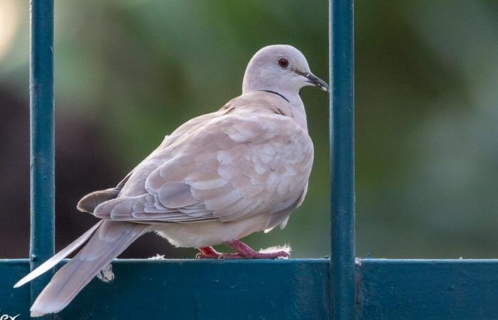 première observation documentée à la Réunion