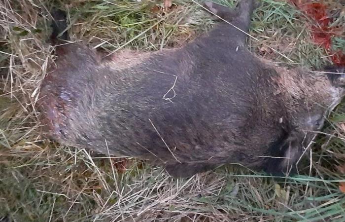 Quatre ans après la mort de Morgan Keane tué par un chasseur aveyronnais, un sanglier tué sur la propriété où habite son frère