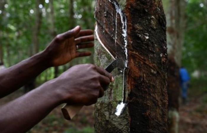 Le caoutchouc naturel, autre matière première gagnante en 2024