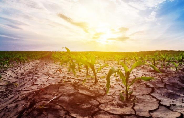 le nouveau plan de bataille du ministère de l’Agriculture