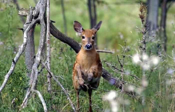 Comment chasser le cerf depuis Beckett Woods en toute sécurité ?