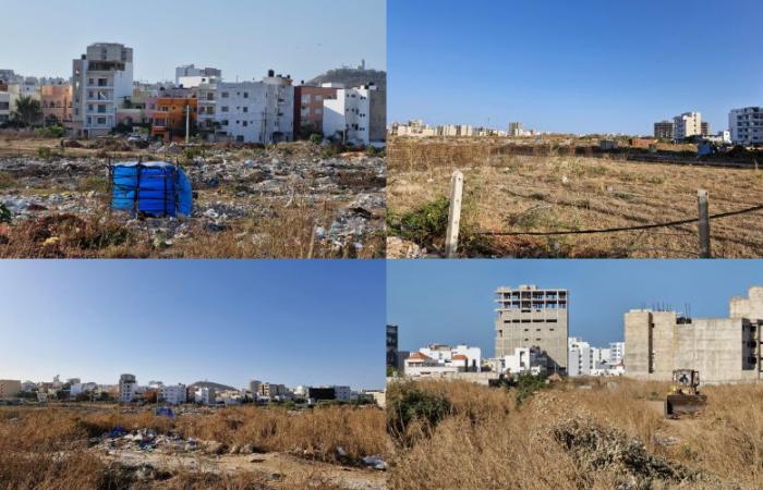 Le parc forestier de Dakar-Yoff : Où en sommes-nous ?