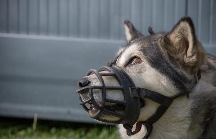 un enfant de 7 ans tué par des chiens reproducteurs