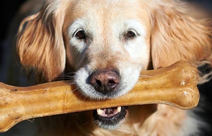 chiens souffrant du « syndrome du loup-garou »