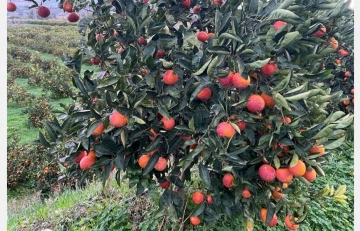 « L’orange Moro de Sicile mérite vraiment d’être connue ! »