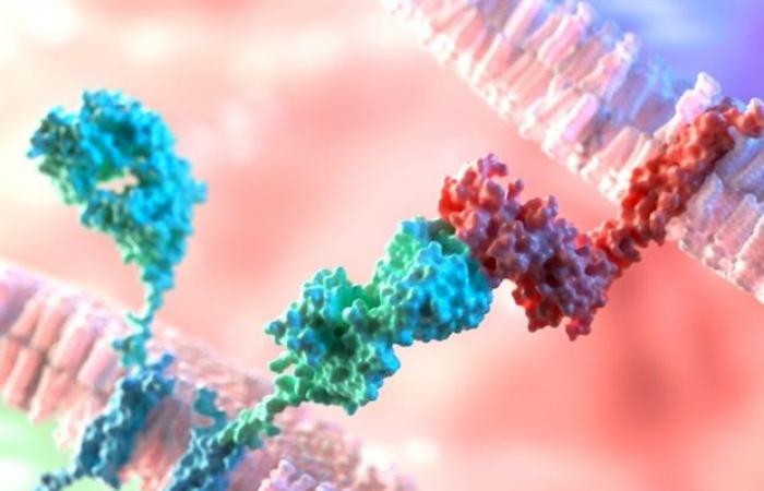 Une nouvelle cible thérapeutique pourrait stimuler le succès de la thérapie cellulaire CAR T dans les tumeurs solides