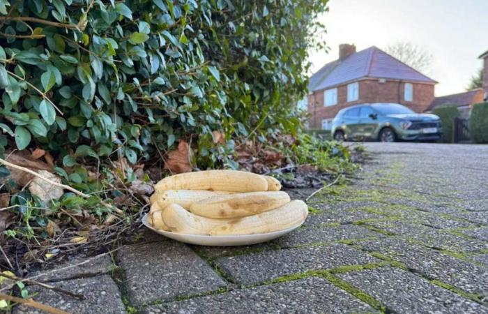 Qui se cache derrière cette étrange assiette de bananes ?