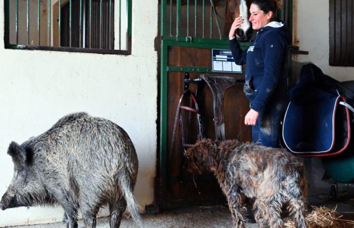 Dans l’Aube, une femme se bat pour garder une femelle sanglier nommée « Rillette », collectée l’année dernière