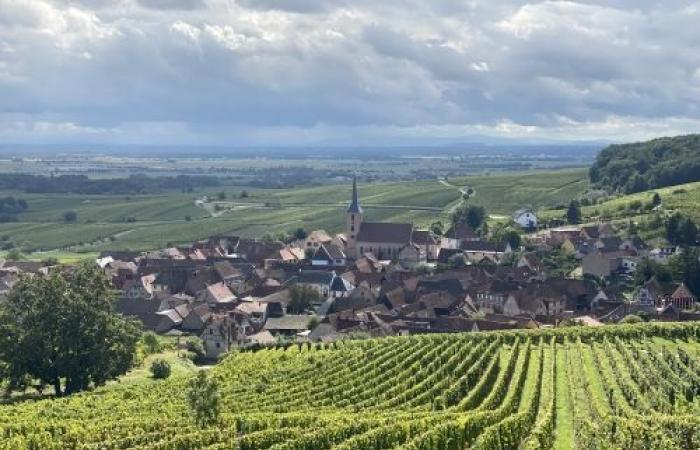 une escapade gourmande et culturelle sur la route des vins d’Alsace