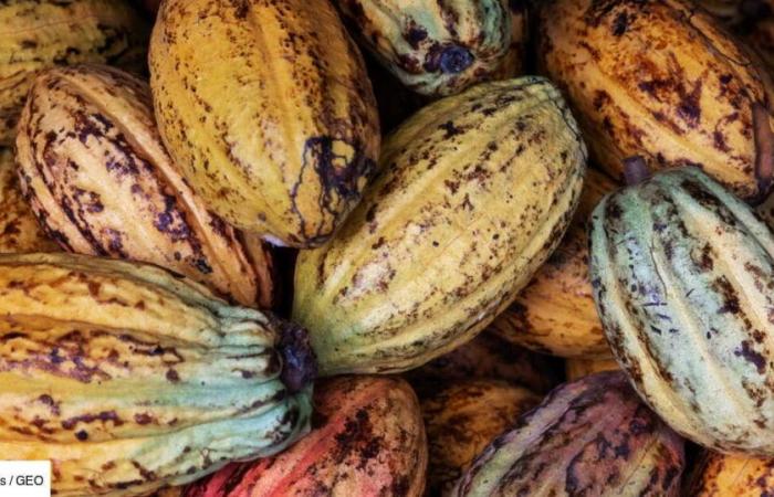 « Le cacao éthique est une excellente idée… pas très crédible !